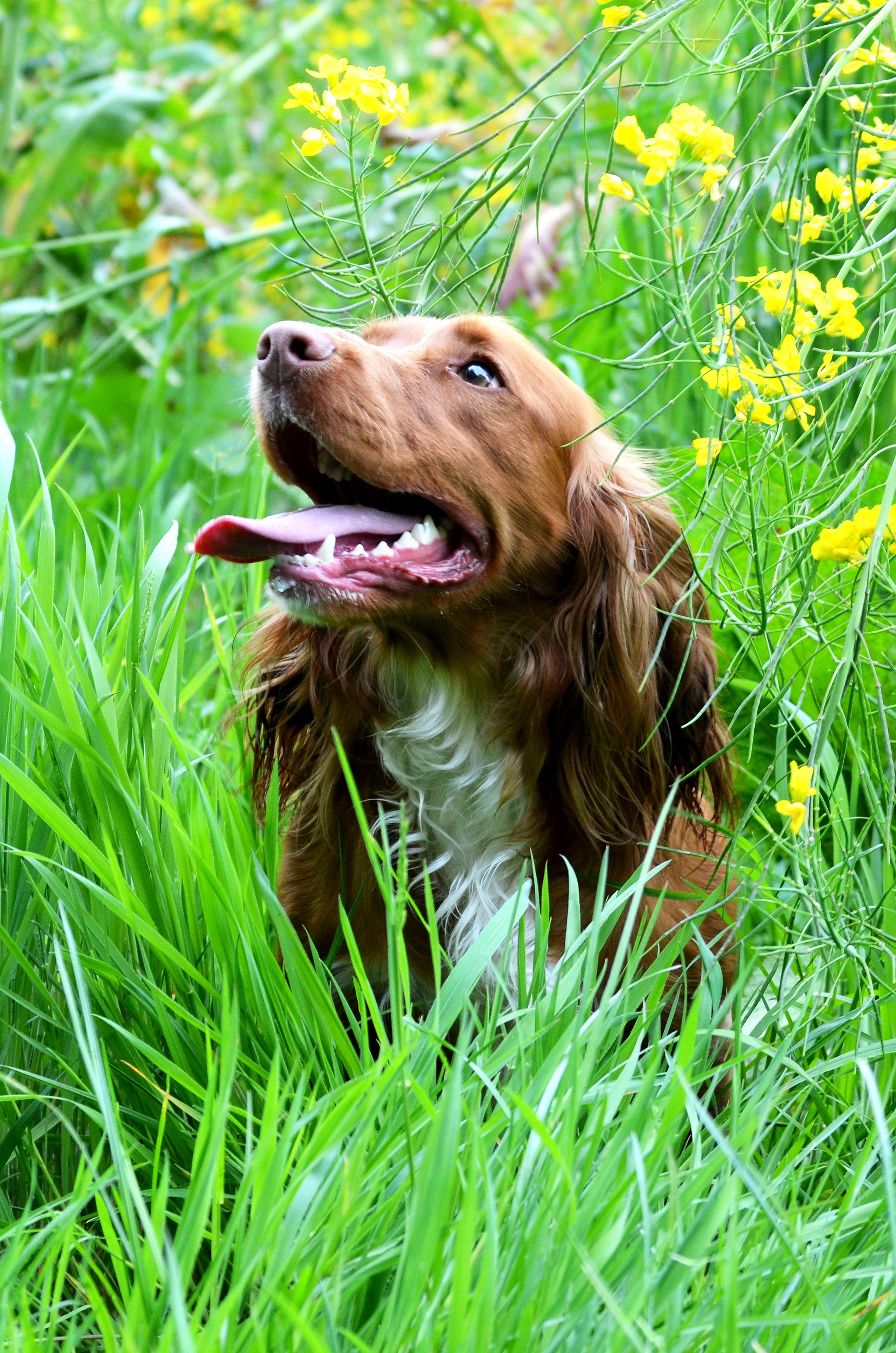 Otto_in_Grass.jpg