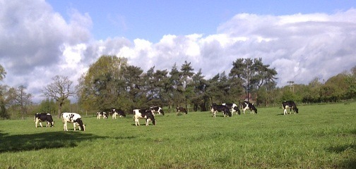 Cows_Grazing.jpg