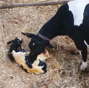 cow_and_calf.JPG