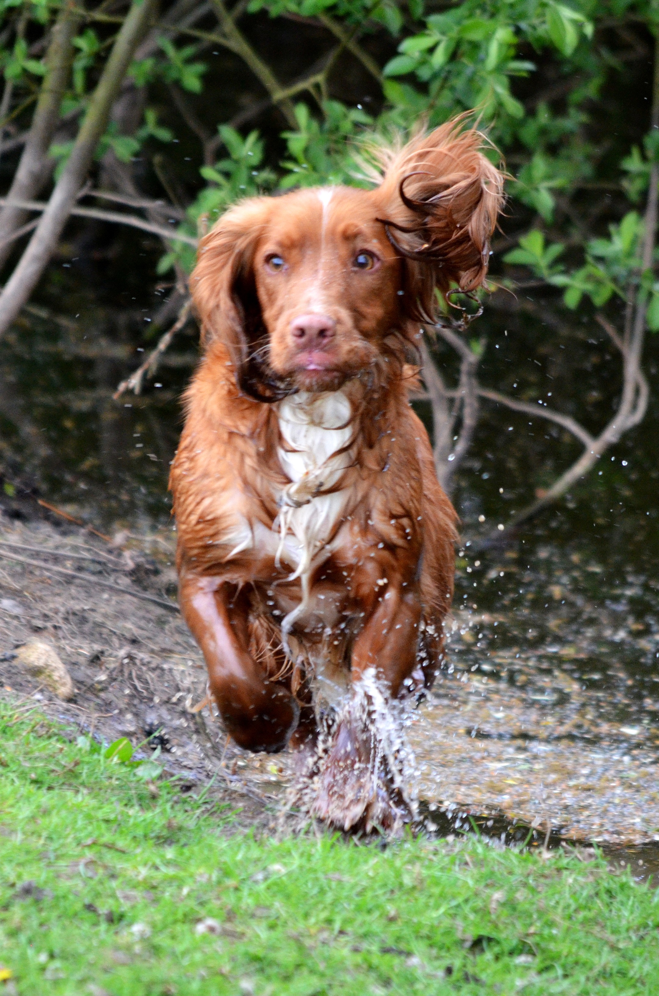 Otto_in_Water.jpg