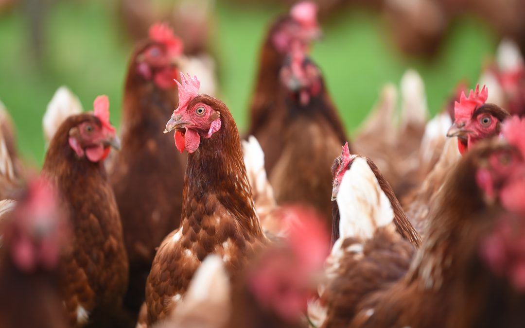 MAXIMISE PROFIT IN LAYING HENS