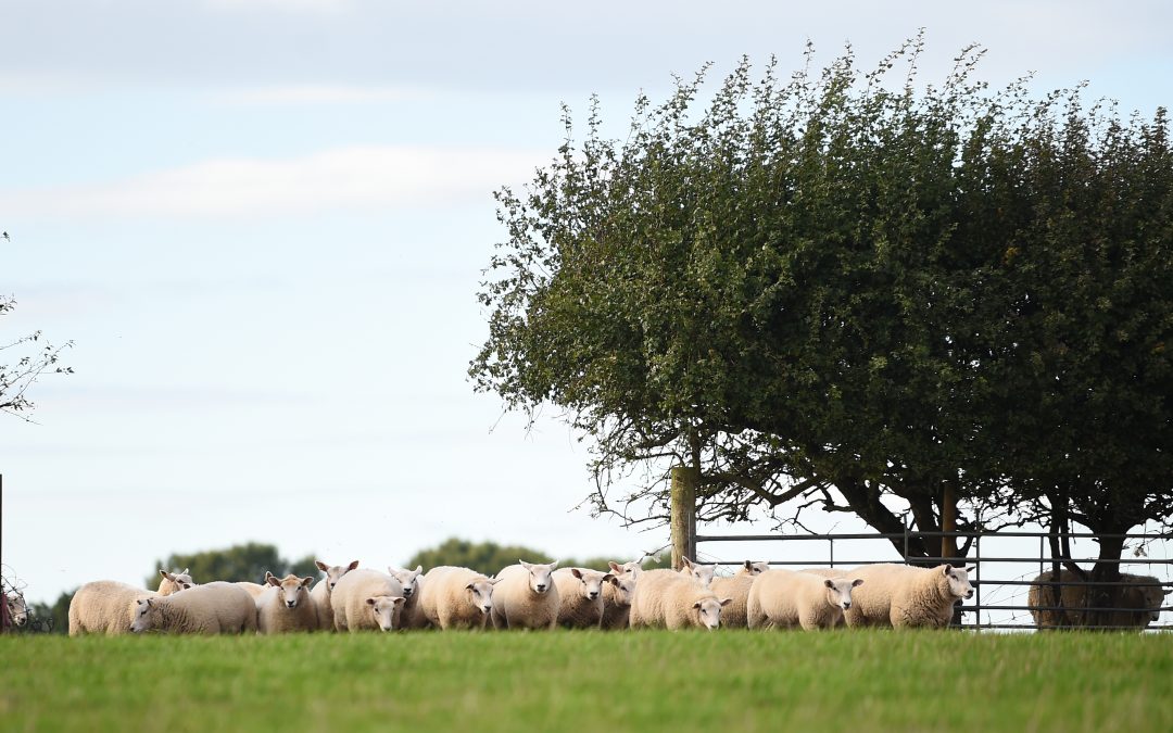 Relying on grass alone may see in-lamb ewes lose condition