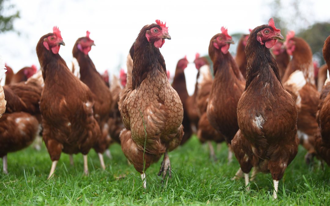 Poultry Special – Avian Influenza Update