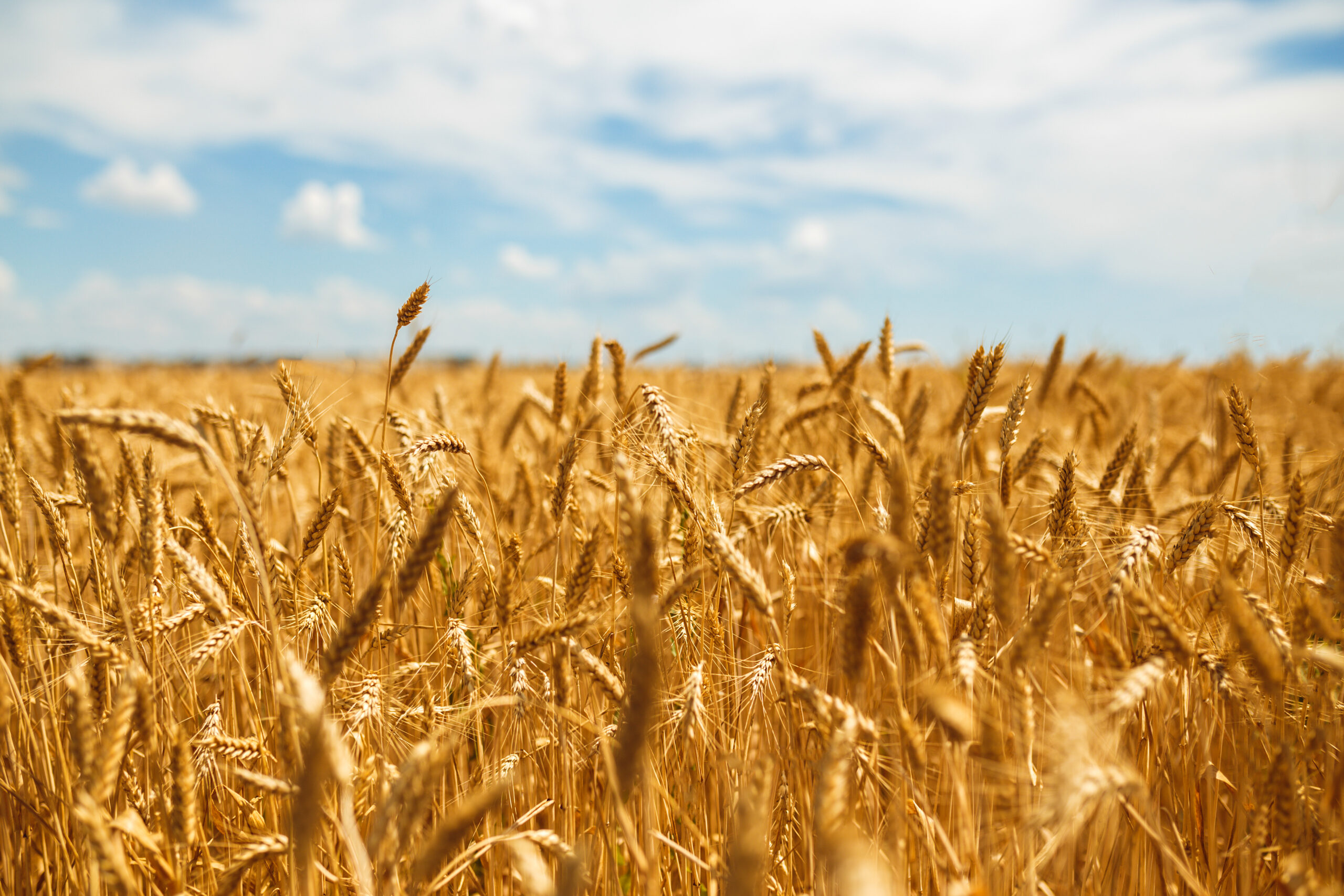 Пшеничная площадь. Поле пшеницы. Золотое поле пшеницы. Золотая пшеница. Созревшие колосья пшеницы.