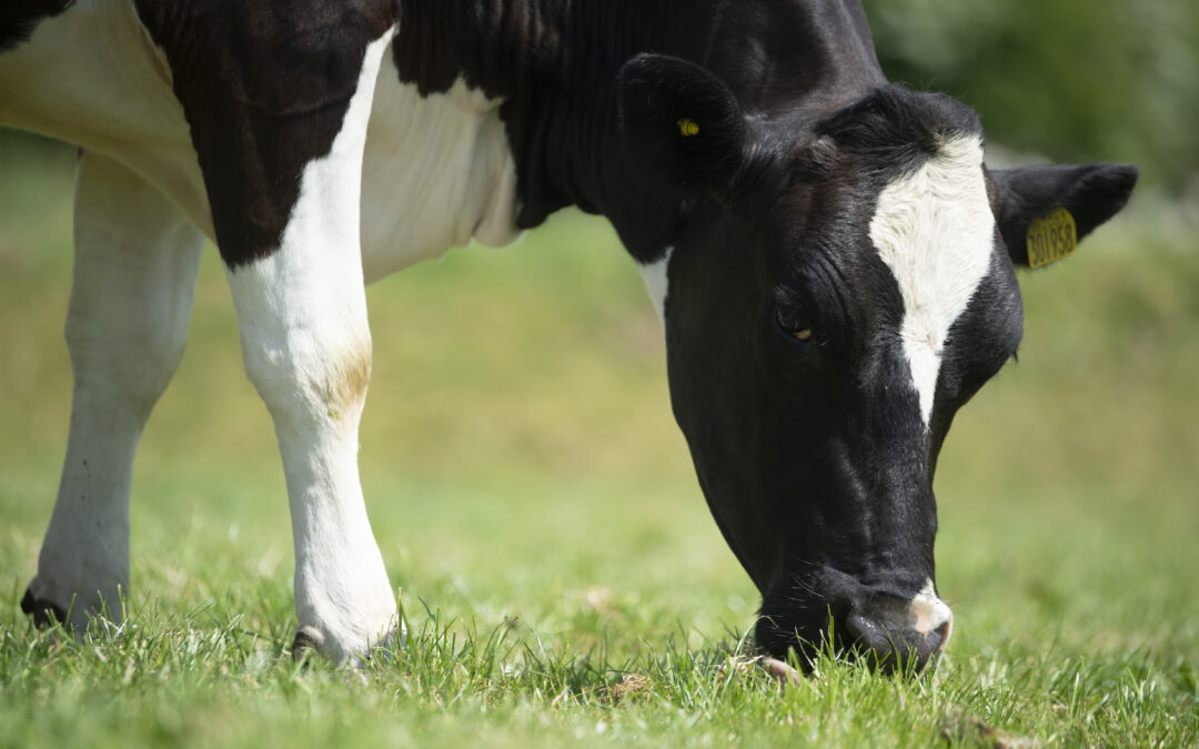“Provided diets are balanced for metabolisable protein it could be possible to reduce total dietary crude protein without affecting cows performance & help reduce emissions”