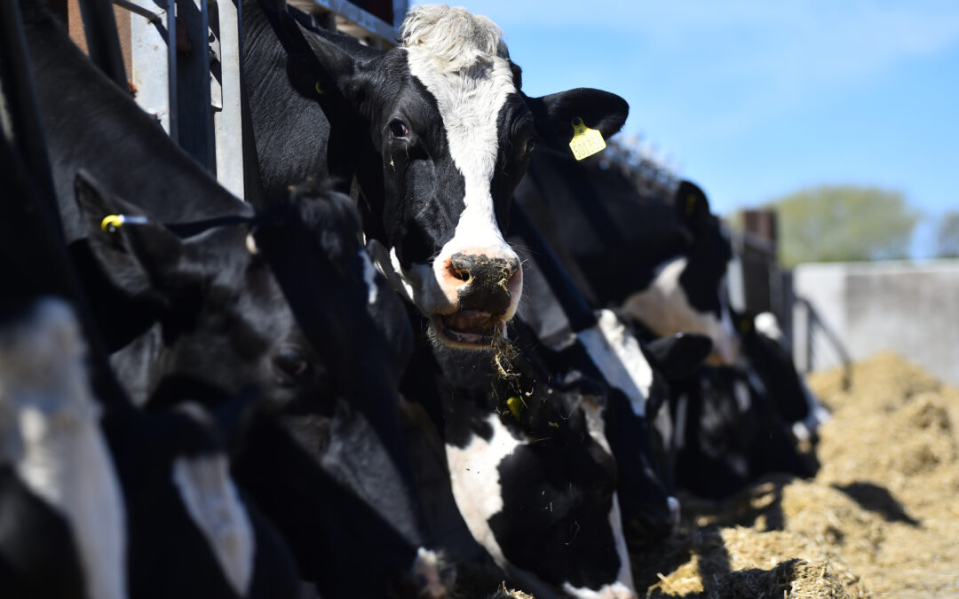 Balancing amino acids has helped achieve a significant increase in milk protein and milk price