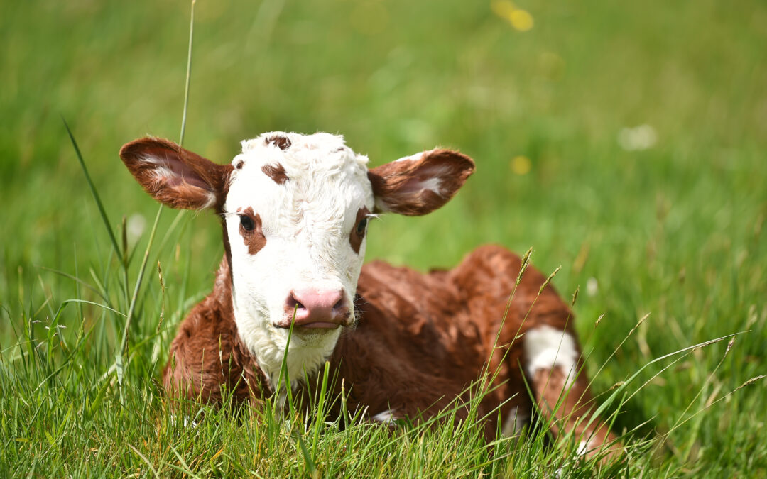 New formula for calves aims to help gut health