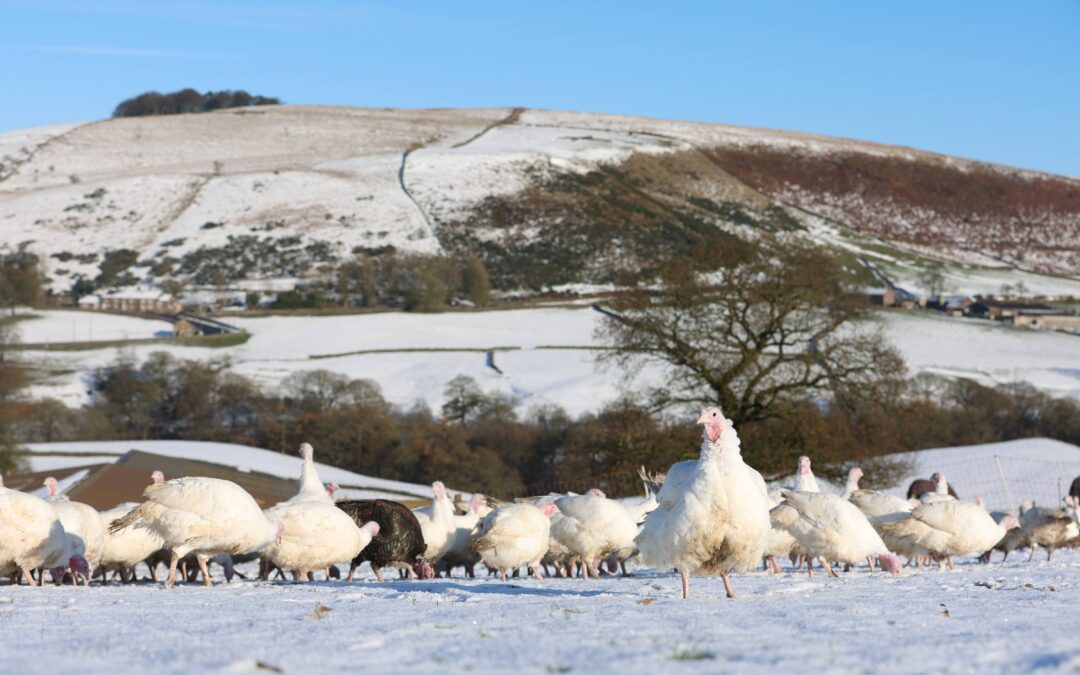 Feeding the turkeys that feed your Christmas